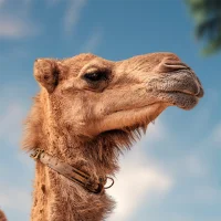 Camel sound